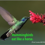 Don’t Eat Like a Hummingbird