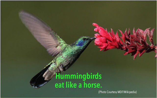humming birds eat like a horse